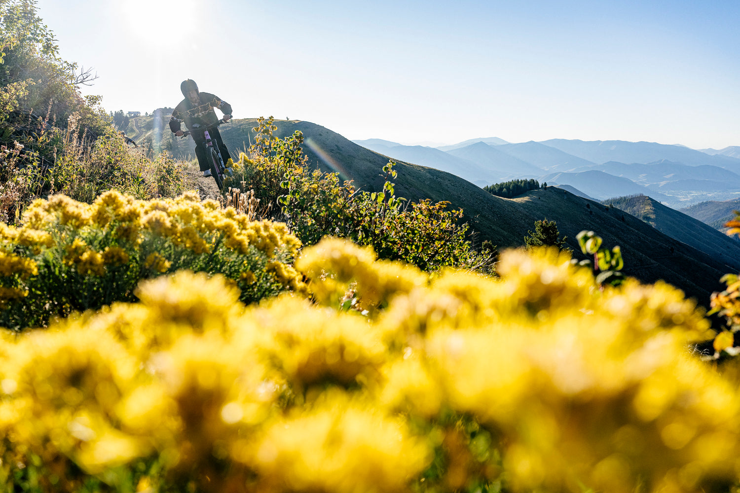 A cyclist rides along a mountain trail surrounded by vibrant yellow wildflowers. The sun shines brightly in the clear blue sky, casting a warm glow over the rolling hills and distant mountains.